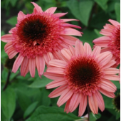 Эхинацея Echinacea Raspberry Truffle